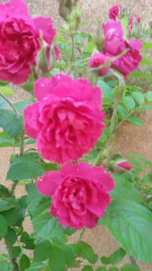L'isola Farm stay *